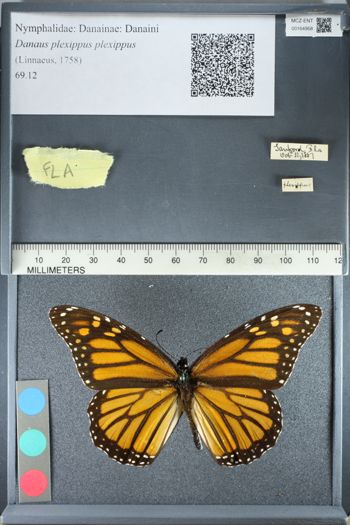 Media type: image;   Entomology 164958